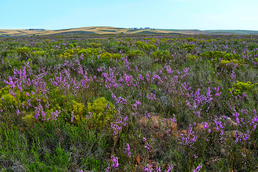 Flowering fynbos in the Bontebok National Park, located near Swellendam in the Western Cape Province in South Africa.