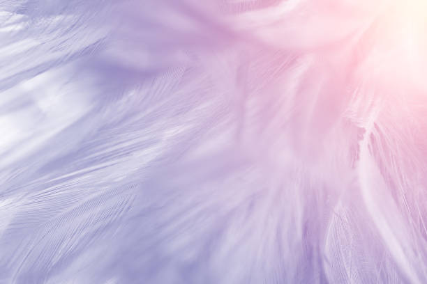 istock purple color trends feather with orange light pattern texture abstract for background 862322164