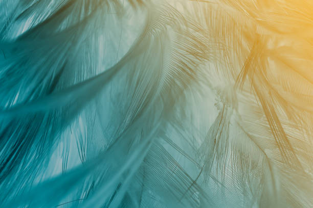 istock Green turquoise and blue color trends feather texture background,Light orange 862324200