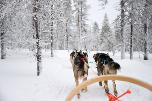 istock Husky dog sledding in Lapland, Finland 862324344