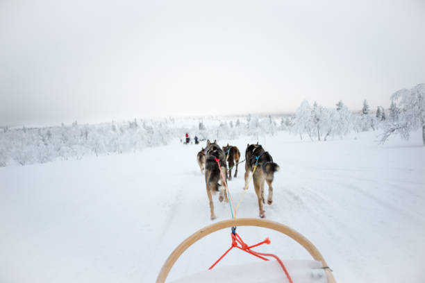 istock Husky dog sledding in Lapland, Finland 862324506