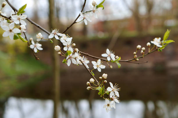 istock spring, branch, white, tree, flower, leaf, insect, floral, awakening, blossom, springtime 862325684