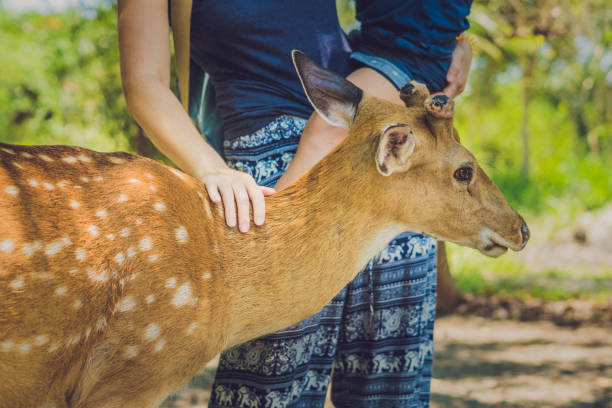 istock Mother and son feeding beautiful deer from hands in a tropical Zoo 862325902