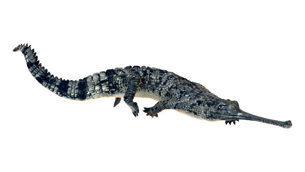 3D rendering gharial on white 3D digital render of a gharial or Gavialis gangeticus, or gavial, or fish-eating crocodile isolated on white background gavial stock pictures, royalty-free photos & images