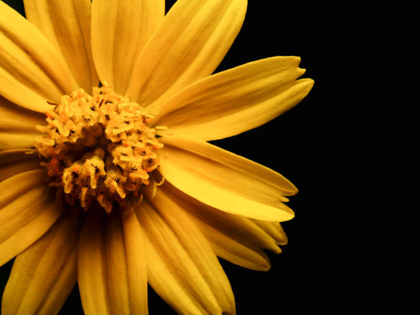 istock Close up yellow daisy flower 862331330
