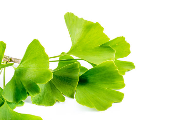 ginkgo biloba blätter isoliert auf weißem hintergrund - herbal medicine ginkgo herb capsule stock-fotos und bilder