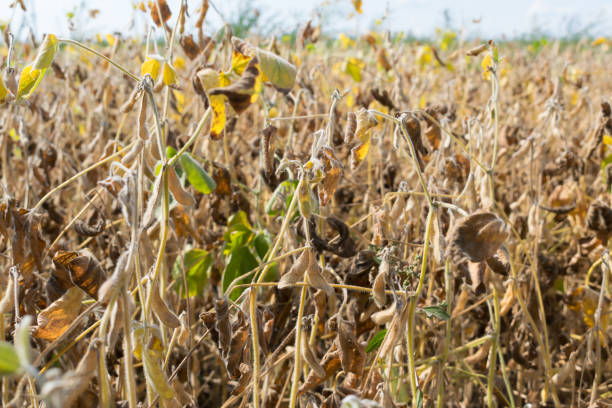 istock Soybeans on the field 862337430