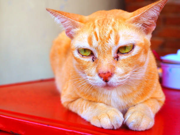 Yellow Stray Cat With Red Tear Staining Close Up Stock Photo
