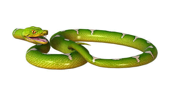 3D rendering of a Morelia viridis, or green tree python, or herpetoculture hobby, chondro isolated on white background
