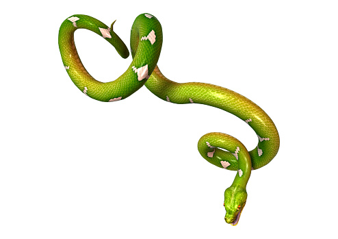 3D rendering of a Morelia viridis, or green tree python, or herpetoculture hobby, chondro isolated on white background