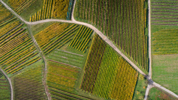 vista aérea de viñedos en la región de rheingau - rheingau fotografías e imágenes de stock