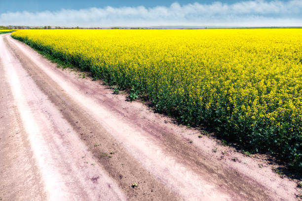 Field of bright yellow rapeseed with rural road in spring stock photo