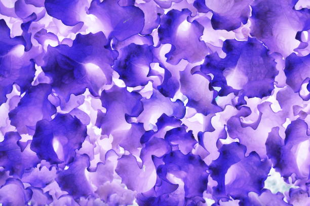色鮮やかなブルーの花の背景のテクスチャを葉します。 - still life growth nature image type ストックフォトと画像
