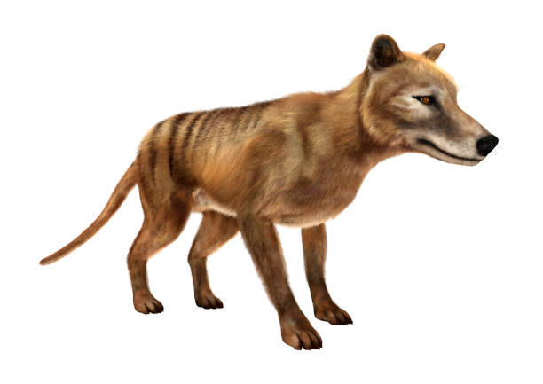 istock 3D rendering died animal thylacine on white 862345072