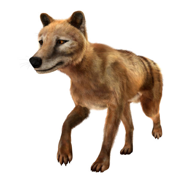 istock 3D rendering died animal thylacine on white 862345104