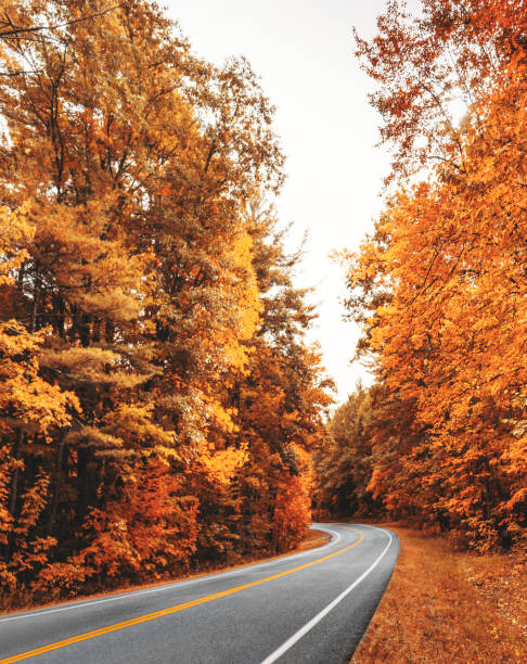 Autumnal road in new hampshire