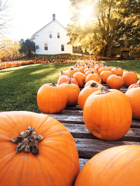 pumpkin porch in vermont