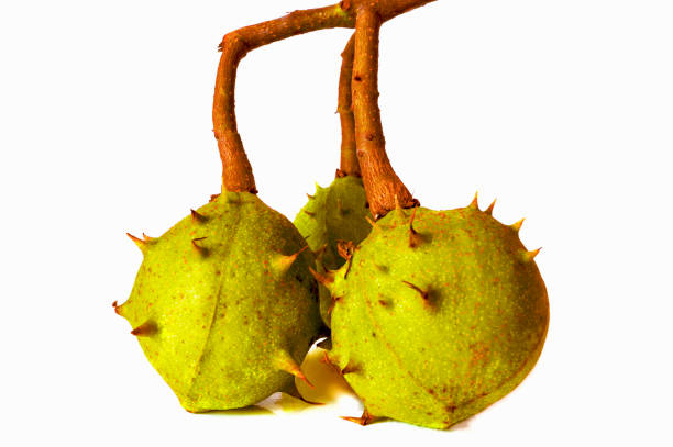kilka trzech zielonych niedojrzałych kasztanów (aesculus) owoce izolowane na białym tle - barb horse zdjęcia i obrazy z banku zdjęć