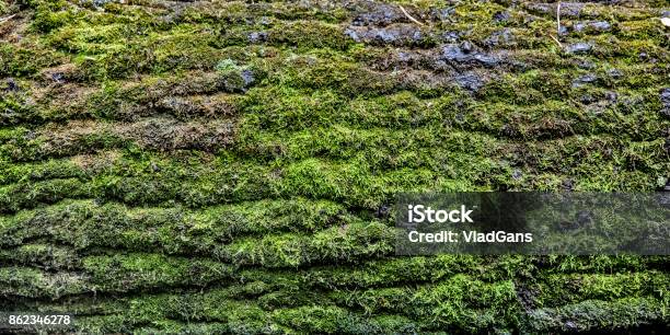 Bark Of Tree Stock Photo - Download Image Now - Moss, Plant Bark, Textured Effect