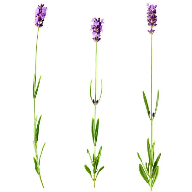 istock Set of three fresh lavender sprigs with flowers 862346792