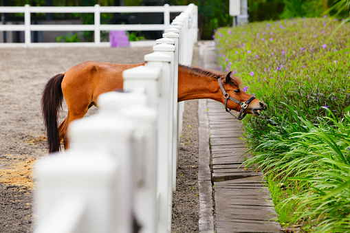 Young brown color horse have fun, reaching through fence for eating flowers from green flowerbed. Domestic animals, funny pets. Summer outdoor background.