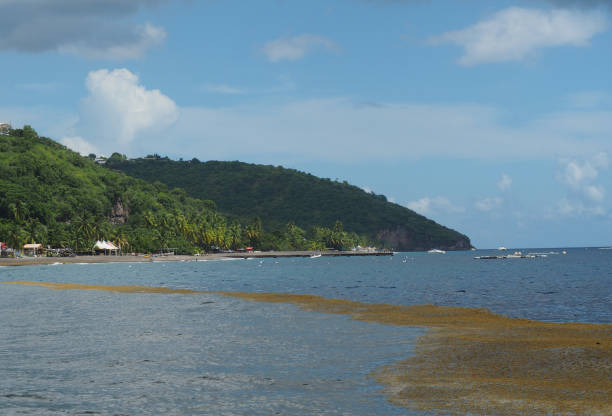 istock Anse Turin seaweed bank Martinique 862354632