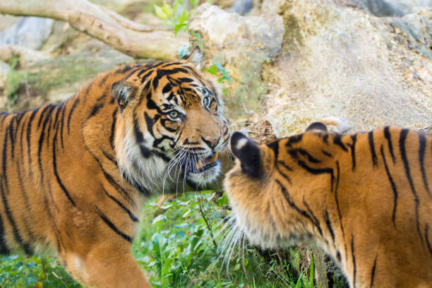 istock Tiger (Panthera tigris) is the largest cat species, most recognizable for their pattern of dark vertical stripes on reddish-orange fur with a lighter underside. 862355238