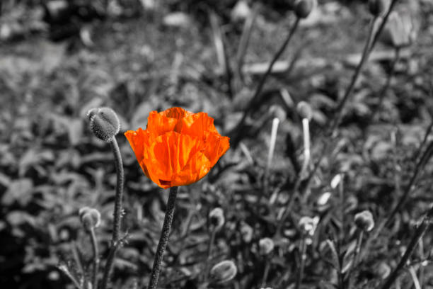 istock Red poppies in the garden 862358342