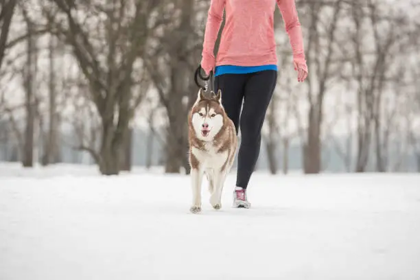 Photo of Woman walking with dog