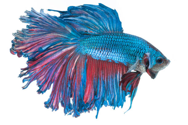 istock beautiful betta splendens isolated on white background 862359534