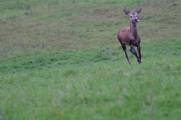 istock forest stag in the pairing season rut 862366914