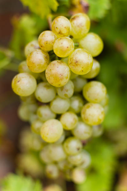 istock White wine grapes riesling, ready to harvest and making wine 862370090