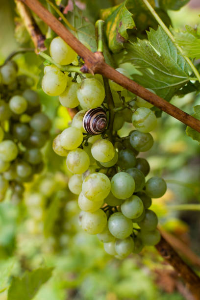 istock White wine grapes riesling, ready to harvest and making wine 862370116