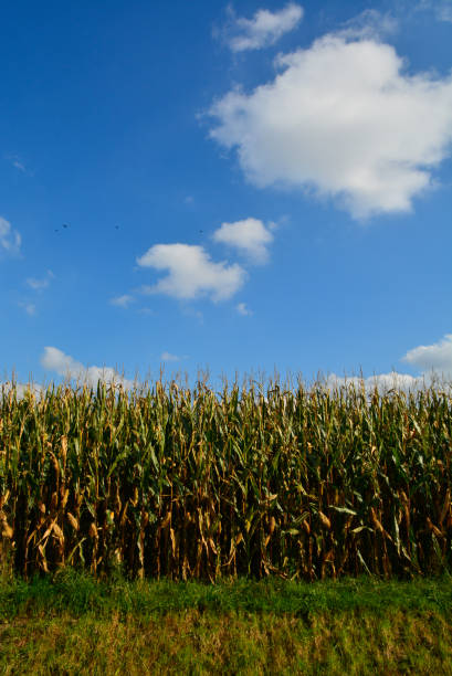 istock Ripe yellow organic corn ear ready to harvest 862370126