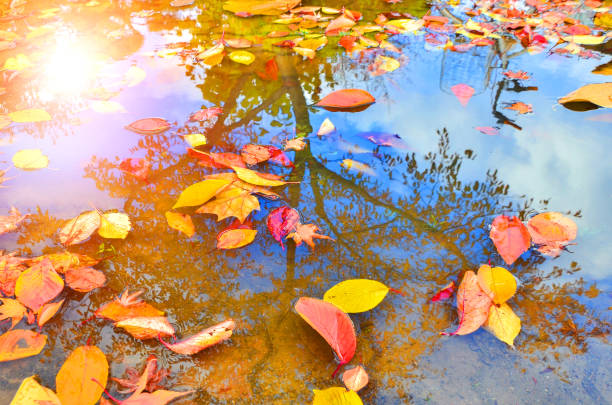 istock autumn golden yellow leaves on Water surface reflection 862370144