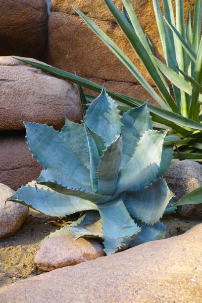 istock Cactussen in North America desert 862370224