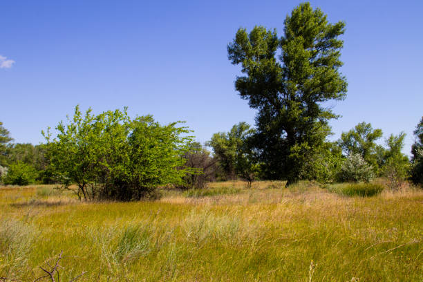 istock Summer landscape with green trees, meadow and blue sky 862370410