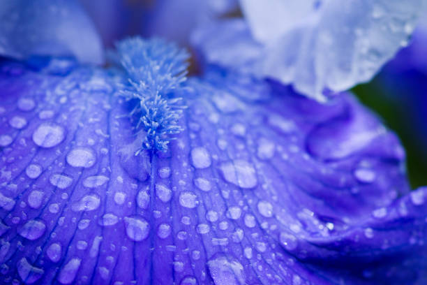 istock Blue iris flower blooming in the garden 862370866