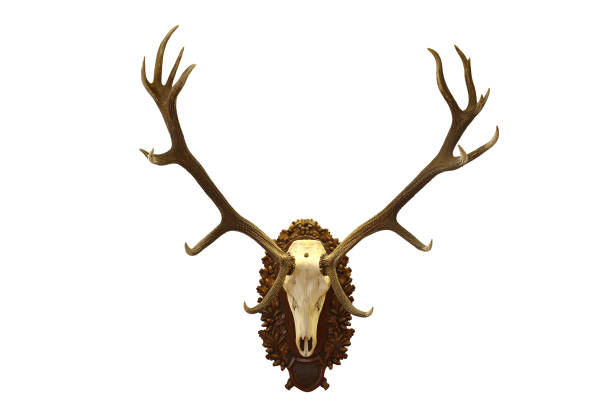 istock beautiful red deer  hunting trophy isolated over white background 862370978