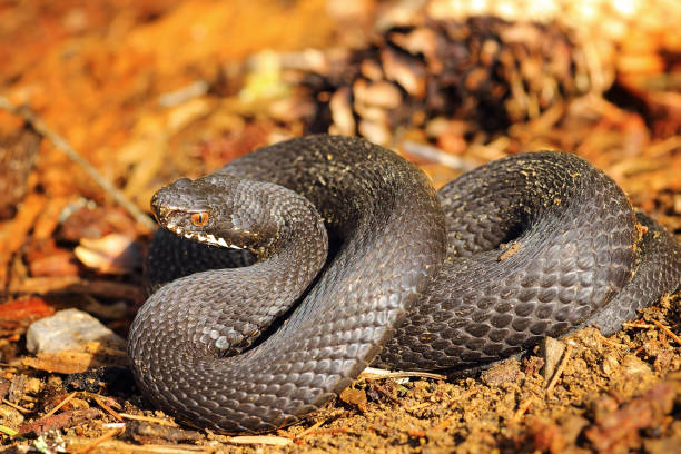 black Vipera berus on forest ground black Vipera berus on forest ground ( Common european adder, female ) common adder stock pictures, royalty-free photos & images