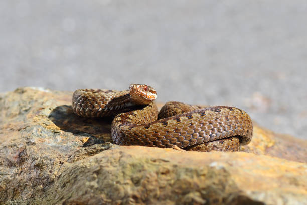istock common european adder close up 862372658