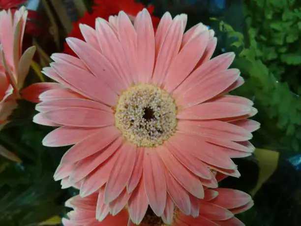 Gerbera daisy, gerber daisy, transvaal daisy, african daisy, hilton daisy, barbertonse madeliefie or barberton daisy - The gerbera is a plant of the daisy family, native to Asia and Africa, with large brightly colored flowers