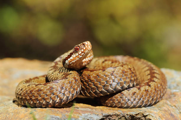 istock european crossed common viper basking on rock 862375858
