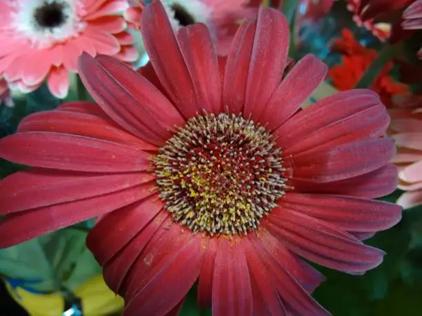 Gerbera daisy, gerber daisy, transvaal daisy, african daisy, hilton daisy, barbertonse madeliefie or barberton daisy - The gerbera is a plant of the daisy family, native to Asia and Africa, with large brightly colored flowers