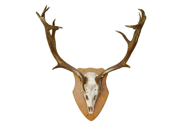 istock fallow deer stag hunting trophy isolated over white background 862375982
