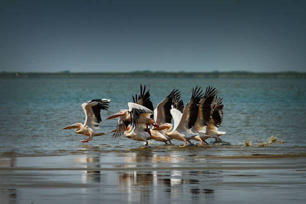 flock of common great pelicans taking flight