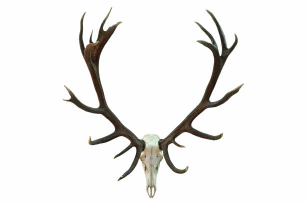 美しい枝角を持つ巨大な赤い鹿の頭蓋骨 - antler stag trophy animal skull ストックフォトと画像