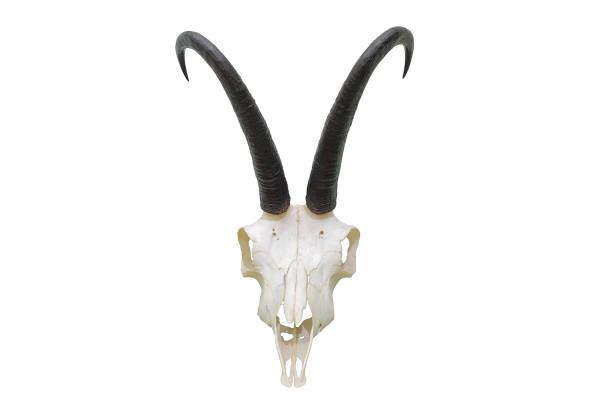 Close-up, beautiful textured goat horns, top view, copy space.