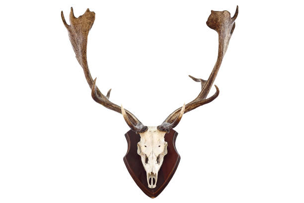 istock isolated hunting trophy of a fallow deer buck 862376334
