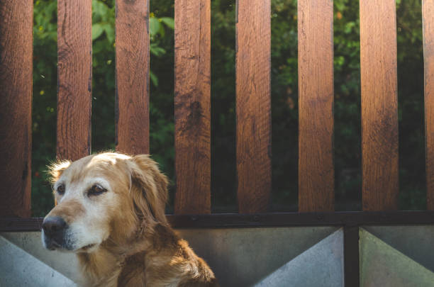 istock Golden Retriever enjoying sunny day 862376480